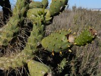 Austrocylindropuntia subulata 4, Saxifraga-Ed Stikvoort