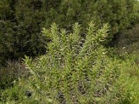 Austrocylindropuntia subulata 5, Saxifraga-Ed Stikvoort