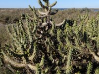 Austrocylindropuntia subulata 6, Saxifraga-Ed Stikvoort