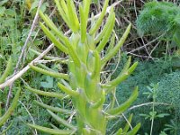 Austrocylindropuntia subulata 7, Saxifraga-Rutger Barendse