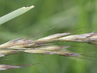 Avenula pratensis, Meadow Oat-grass
