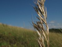 Avenula pubescens, Downy Alpine Oat-grass