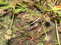 Baldellia ranunculoides, Lesser Water-plantain