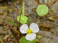 Baldellia ranunculoides 28, Stijve moerasweegbree, Saxifraga-Rutger Barendse