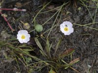 Baldellia ranunculoides ssp repens 1, Kruipende moerasweegbree, Saxifraga-Willem van Kruijsbergen