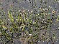 Baldellia ranunculoides ssp ranunculoides 1, Stijve moerasweegbree, Saxifraga-Willem van Kruijsbergen