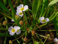 Baldellia ranunculoides ssp ranunculoides 13, Stijve moerasweegbree, Saxifraga-Ed Stikvoort