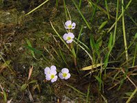 Baldellia ranunculoides ssp ranunculoides 14, Stijve moerasweegbree, Saxifraga-Ed Stikvoort