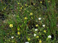 Baldellia ranunculoides ssp ranunculoides 16, Stijve moerasweegbree, Saxifraga-Ed Stikvoort