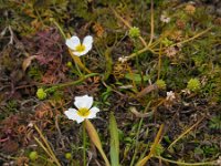 Baldellia ranunculoides ssp ranunculoides 17, Stijve moerasweegbree, Saxifraga-Ed Stikvoort