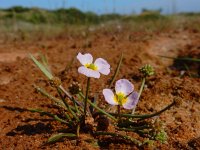 Baldellia ranunculoides ssp ranunculoides 19, Stijve moerasweegbree, Saxifraga-Ed Stikvoort