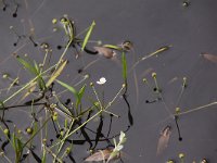 Baldellia ranunculoides ssp ranunculoides 2, Stijve moerasweegbree, Saxifraga-Peter Meininger