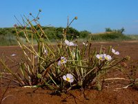 Baldellia ranunculoides ssp ranunculoides 20, Stijve moerasweegbree, Saxifraga-Ed Stikvoort