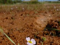 Baldellia ranunculoides ssp ranunculoides 22, Stijve moerasweegbree, Saxifraga-Ed Stikvoort