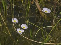 Baldellia ranunculoides ssp ranunculoides 3, Stijve moerasweegbree, Saxifraga-Jan van der Straaten