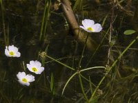 Baldellia ranunculoides ssp ranunculoides 4, Stijve moerasweegbree, Saxifraga-Jan van der Straaten