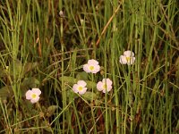 Baldellia ranunculoides ssp ranunculoides 5, Stijve moerasweegbree, Saxifraga-Bas Klaver