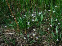 Baldellia ranunculoides ssp ranunculoides 7, Stijve moerasweegbree, Saxifraga-Ed Stikvoort