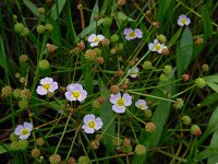 Baldellia ranunculoides ssp ranunculoides 8, Stijve moerasweegbree, Saxifraga-Ed Stikvoort