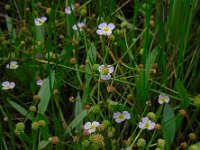 Baldellia ranunculoides ssp ranunculoides 9, Stijve moerasweegbree, Saxifraga-Ed Stikvoort