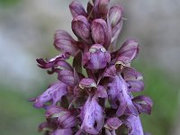 Barlia robertiana 39, Saxifraga-Harry Jans