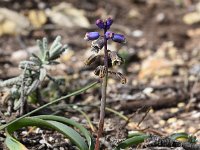 Bellevalia hackelii 17, Saxifraga-Sonja Bouwman  Bellevalia hackelii - Asparagaceae familie