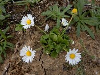 Bellis annua 29, Saxifraga-Ed Stikvoort