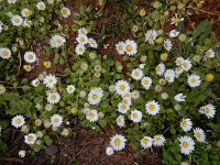 Bellis annua 30, Saxifraga-Ed Stikvoort