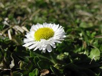 Bellis perennis 32, Madeliefje, Saxifraga-National Botanical Garden of Latvia