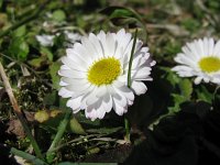 Bellis perennis 33, Madeliefje, Saxifraga-National Botanical Garden of Latvia