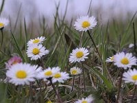 Bellis perennis 36, Madeliefje, Saxifraga-Luuk Vermeer