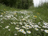 Bellis perennis 37, Madeliefje, Saxifraga-Willem van Kruijsbergen