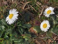 Bellis sylvestris 20, Saxifraga-Harry Jans