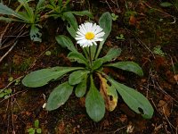 Bellis sylvestris 23, Saxifraga-Ed Stikvoort : s9900