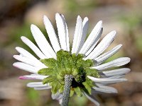 Bellis sylvestris 27, Saxifraga-Sonja Bouwman  Bosmadeliefje - Bellis sylvestris - Asteraceae familie