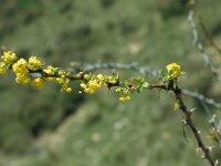 Berberis hispanica