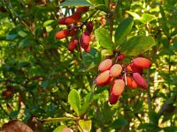 Berberis vulgaris 20, Zuurbes, Saxifraga-Hans Grotenhuis