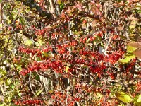 Berberis vulgaris 21, Zuurbes, Saxifraga-Hans Grotenhuis