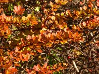 Berberis vulgaris 24, Zuurbes, Saxifraga-Hans Grotenhuis