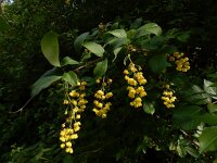 Berberis vulgaris 26, Zuurbes, Saxifraga-Ed Stikvoort