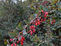 Berberis vulgaris 28, Zuurbes, Saxifraga-Ed Stikvoort