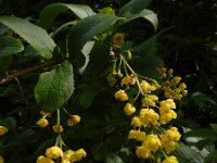 Berberis vulgaris 29, Zuurbes, Saxifraga-Ed Stikvoort