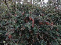 Berberis vulgaris 30, Zuurbes, Saxifraga-Ed Stikvoort