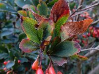 Berberis vulgaris 31, Zuurbes, Saxifraga-Ed Stikvoort