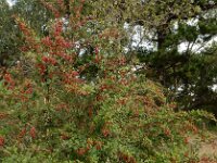 Berberis vulgaris 32, Zuurbes, Saxifraga-Ed Stikvoort