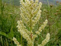 Beta corolliflora 6, Saxifraga-Ed Stikvoort