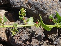Beta patellaris 2, Saxifraga-Hans Grotenhuis