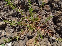 Beta patellaris 3, Saxifraga-Hans Grotenhuis