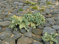 Beta vulgaris ssp maritima 38, Strandbiet, Saxifraga-Hans Grotenhuis