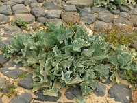 Beta vulgaris ssp maritima 39, Strandbiet, Saxifraga-Hans Grotenhuis